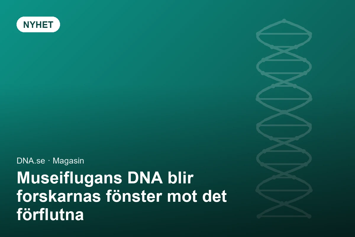Museiflugans DNA blir forskarnas fönster mot det förflutna