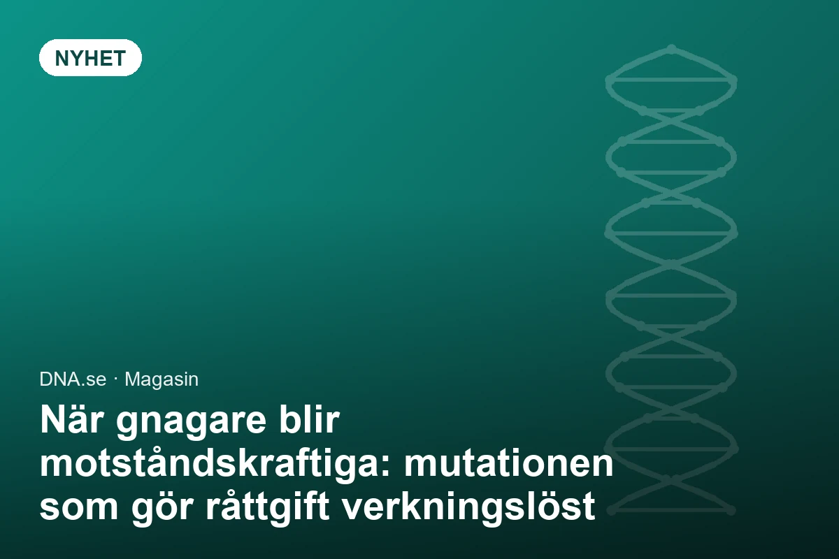 När gnagare blir motståndskraftiga: mutationen som gör råttgift verkningslöst