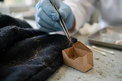 När hundens DNA blir bevis: djurgenetik i modern brottsutredning