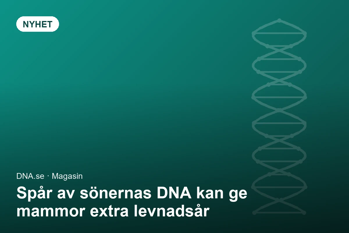 Spår av sönernas DNA kan ge mammor extra levnadsår